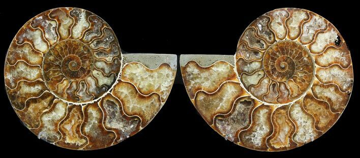 Cut & Polished Ammonite Fossil - Agatized #47714